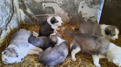 Pui ciobănesc carpatin foto