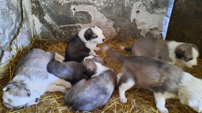 Pui ciobănesc carpatin
