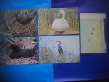 HOPCT LOT NR 1012 PASARI DIN DELTA -FAUNA -5 CARTI POSTALE-NECIRCULATE, Circulata, Printata