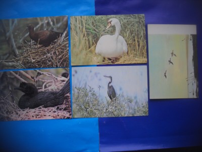 HOPCT LOT NR 1012 PASARI DIN DELTA -FAUNA -5 CARTI POSTALE-NECIRCULATE foto