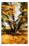 Tablou Canvas, "Dansul frunzelor &icirc;n v&acirc;ntul toamnei", Copaci, Toamnă, Frunziș, Culoare, Mișcare, Natură, Peisaj, Aur, Lumină, Pădure, 26 x 39 cm, CMCLA