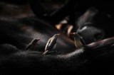 Tablou Canvas, "Păsări &icirc;n taină pe spatele bivolului", Păsări, Bivoli, &Icirc;ntuneric, Contrast, Natură, Interacțiune, Faună, Plasare, Nuanțe, Detaliu, 39