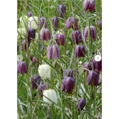 Lalea Imperiala Fritillaria, Mix, Alb/Violet, 10/+, 1 Bulb