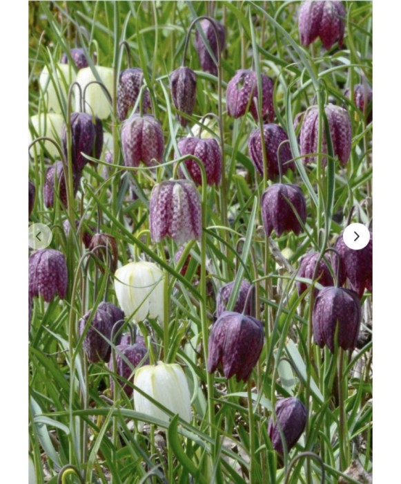 Lalea Imperiala Fritillaria, Mix, Alb/Violet, 10/+, 1 Bulb