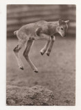 FA43-Carte Postala- GERMANIA - Mufflon Kalb, necirculata 1972, Fotografie