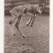 FA43-Carte Postala- GERMANIA - Mufflon Kalb, necirculata 1972