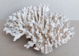 Coral alb marin ACROPORA de dimensiuni mari (33x26cm), excelent conservat 1,7 kg, Naturala