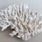 Coral alb marin ACROPORA de dimensiuni mari (33x26cm), excelent conservat 1,7 kg