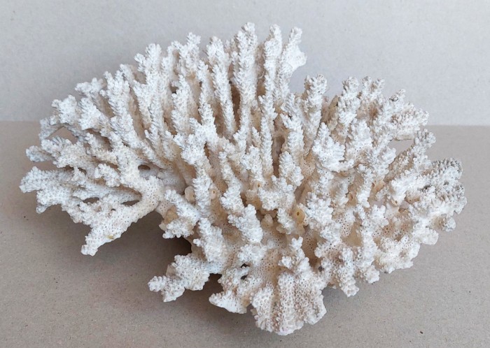 Coral alb marin ACROPORA de dimensiuni mari (33x26cm), excelent conservat 1,7 kg
