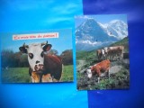 HOPCT LOT NR 1035 VACA / VACI --FAUNA -2 CARTI POSTALE-CIRCULATE, Circulata, Printata