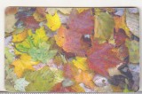 bnk card Cartela telefonica 2001 - Frunze 2 - RO-ROM-0126