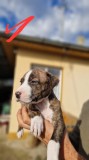 Pui Amstaff