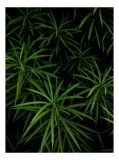 Tablou Canvas Frunziș Verde Natură Tropical Abundență Textură, 26 x 39 cm, CMCLASS