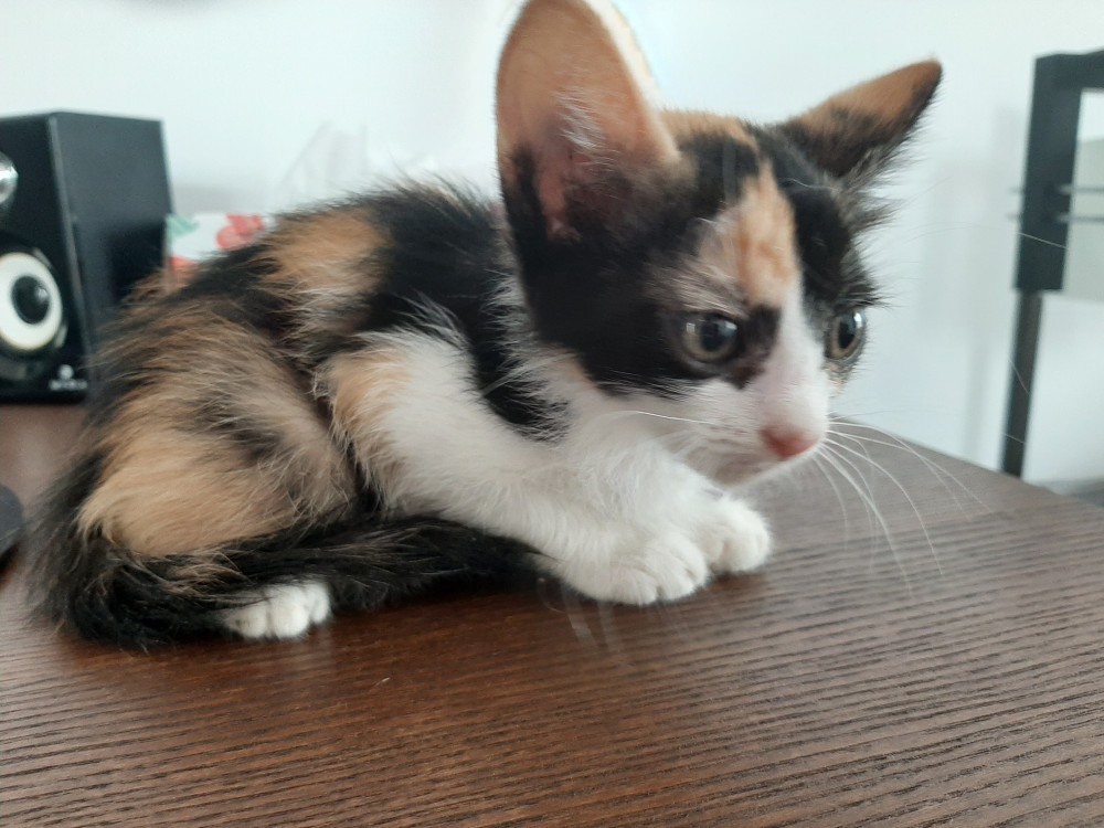 GRATUIT Adoptie pui pisica  arhiva Okazii.ro