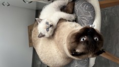 Scottish fold