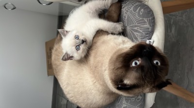 Scottish fold foto