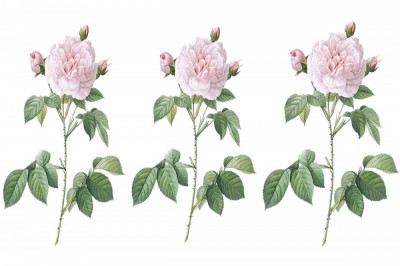 Sticker decorativ Trandafir Rosa Centifolia, Roz, 50 cm, 1175ST foto