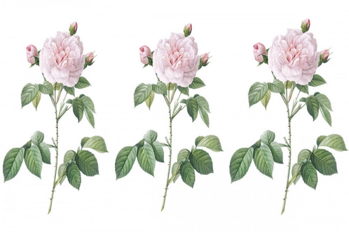 Sticker decorativ Trandafir Rosa Centifolia, Roz, 50 cm, 1175ST