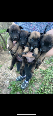 Pui de malinois foto