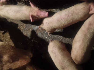 Purcei intarcati , 8 saptamani intarcati , Oarja, jud. Arge foto