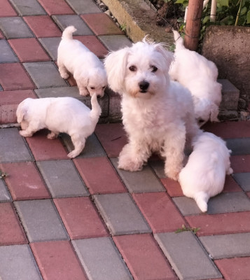 Cățeluși Bischon maltez adorabili foto