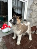 Cățeluși Akita American