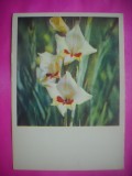HOPCT 11415 GLADIOLE - RUSIA -CP FELICITARE FLORI- -NECIRCULATA