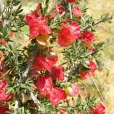 Nymania capensis . arbustul de lampioane . 3 seminte in pachet pentru semanat