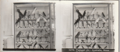 foto . stereoscopica,nr.3281,Fauna , Pasari, Papagali din Australia,Java,etc.. foto