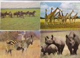 bnk cp Fauna - lot 20 carti postale *