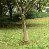 VidaXL Rulou de iută, 0,25x100 m, iută 100%, 200 g/m&sup2;