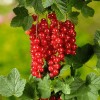Coacaze rosii, Oem