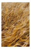 Tablou Canvas cu design abstract spicuri de aur, 26 x 39 cm, CMCLASS