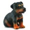 Catelus Rottweiler - Collecta