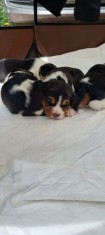 Beagle ,baiat ?i feti?a . foto