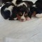 Beagle ,baiat ?i feti?a .