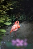 Tablou Canvas, "Frumusețea singuratică a flamingoului roz", Flamingo, Roz, Grație, Vegetație, Apă, Serenitate, Exotism, Natură, 26 x 39 cm, CMCLASS