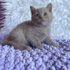 Vand pui de pisica british shorthair