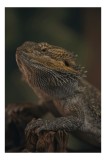 Tablou Canvas, "Reptila contempl&acirc;nd lumina dimineții", Solzi, Gri, Textură, Reptilă, Privește, Detalii, Natural, Verde, Ramură, Bruniu, 26 x 39 cm, CM