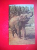 HOPCT 14877 ELEFANT- [ ELEPHAS INDICUS ] - -FAUNA - -NECIRCULATA