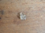 Tragoceras spectabilis molar Pliocen