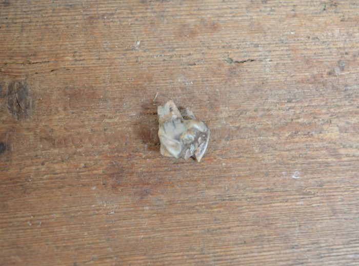 Tragoceras spectabilis molar Pliocen