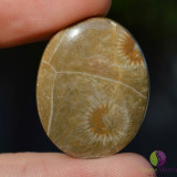 Cabochon coral fosilic 29x23x5mm k61, Stonemania Bijou