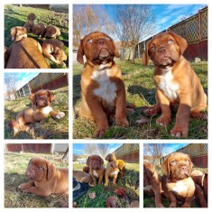 Vand Dog de bordeaux cu pedigree foto