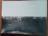 Fotografie, cireada de vaci de rasa