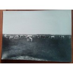 Fotografie, cireada de vaci de rasa