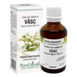 Extract din mladite de vasc, 50ml, PlantExtrakt