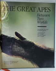 THE GREAT APES , BETWEEN TWO WORLDS , photographs and essays by MICHAEL NICHOLS , 1993 foto