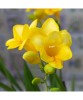 Freesia, Floare Simpla Yellow, Galben, 5/6, 1 Bulb, Oem
