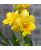 Freesia, Floare Simpla Yellow, Galben, 5/6, 1 Bulb, Oem